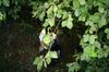 gal/Ville_Propre/_thb_OPERATION DECHETS LAMBRES 098.JPG